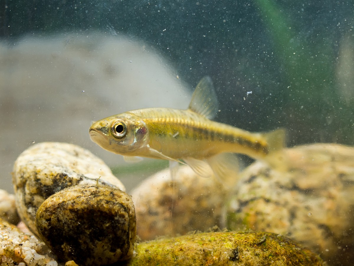 Phoxinus phoxinus, Minnow